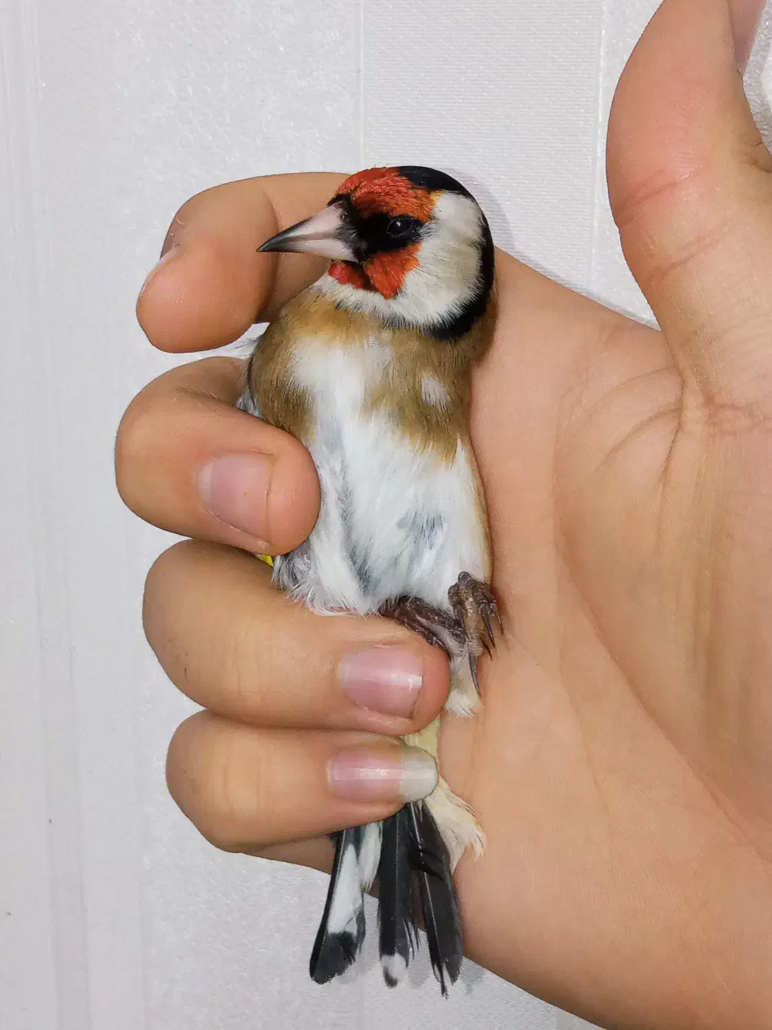 سهره نر طوق دار بخون|پرنده|تهران, والفجر (افسریه)|دیوار