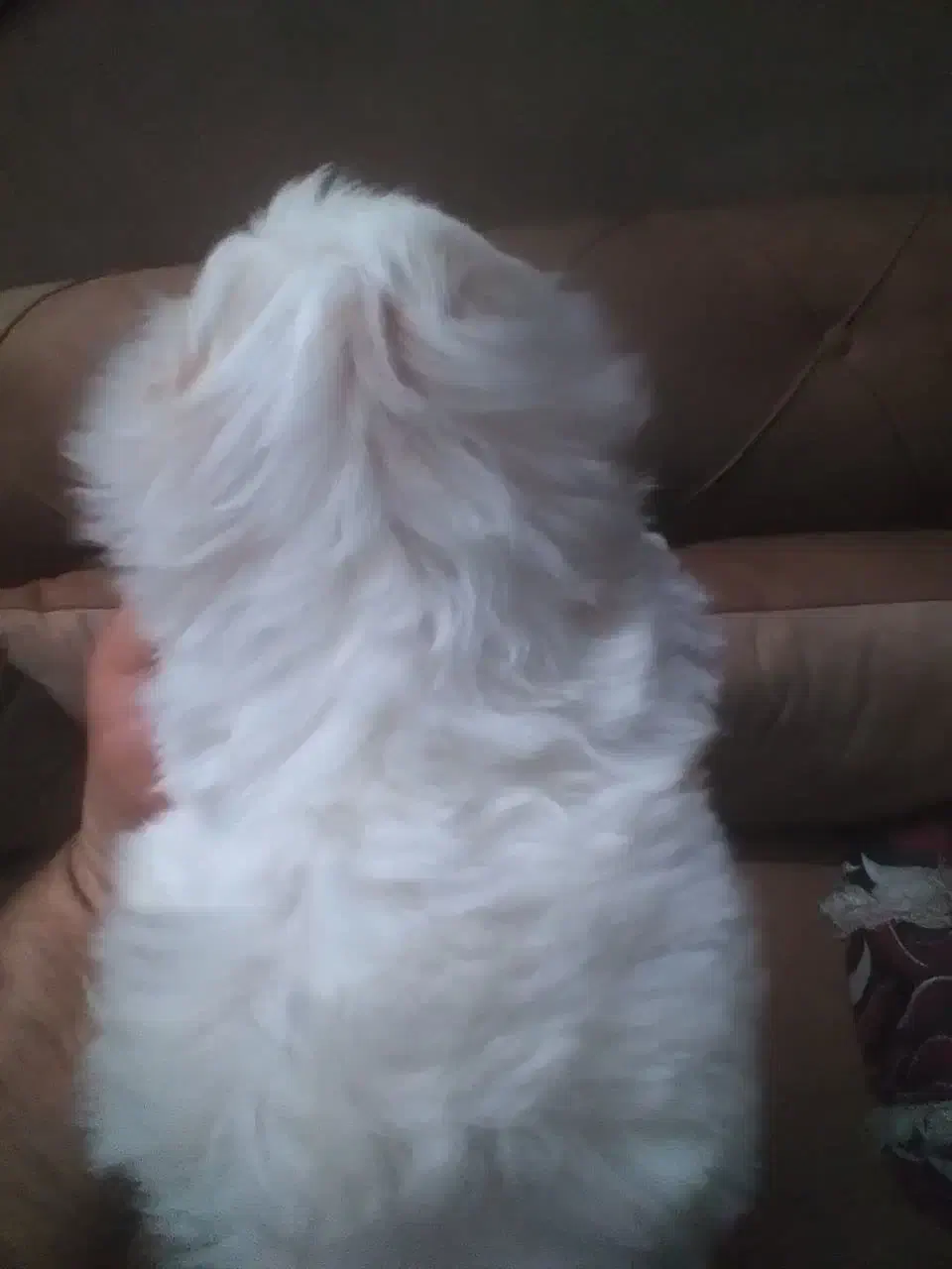 توله سگ|سگ|اصفهان, ملکشهر|دیوار