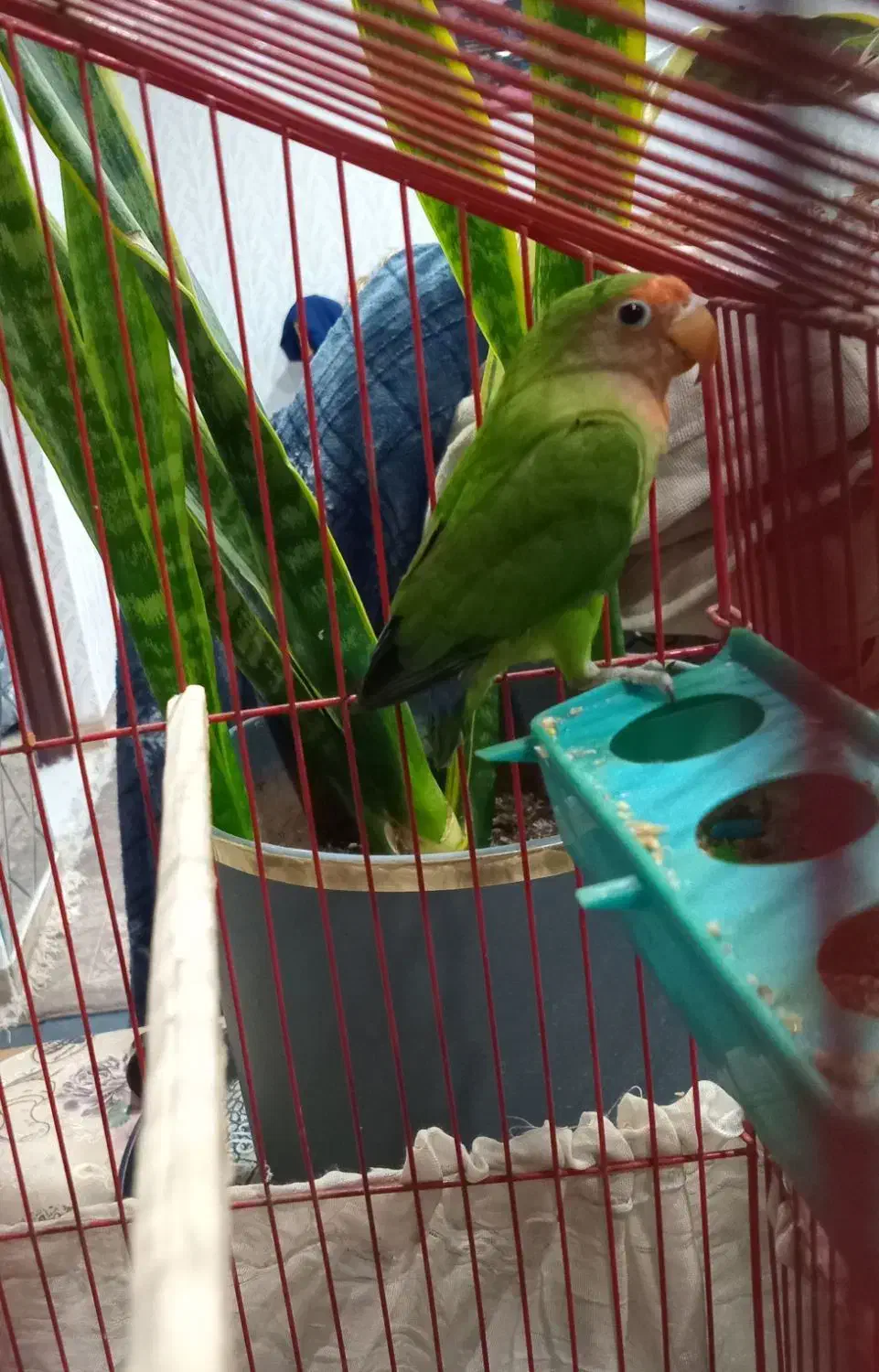 طوطی برزیلی نر مست|پرنده|بندر ماهشهر, |دیوار