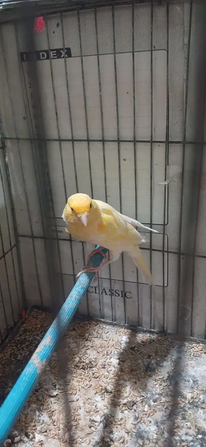 قناری|پرنده|رشت, دروازه لاکان|دیوار