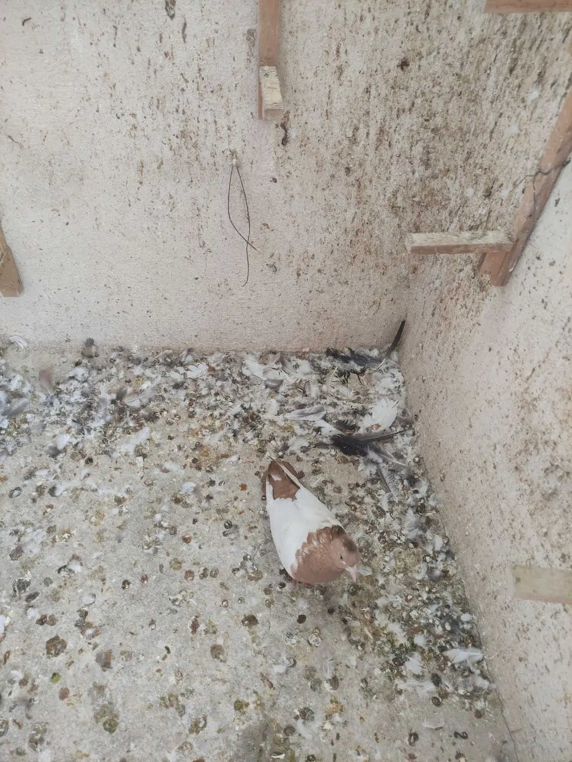 کفتر ماده|پرنده|شیراز, گلکوب|دیوار