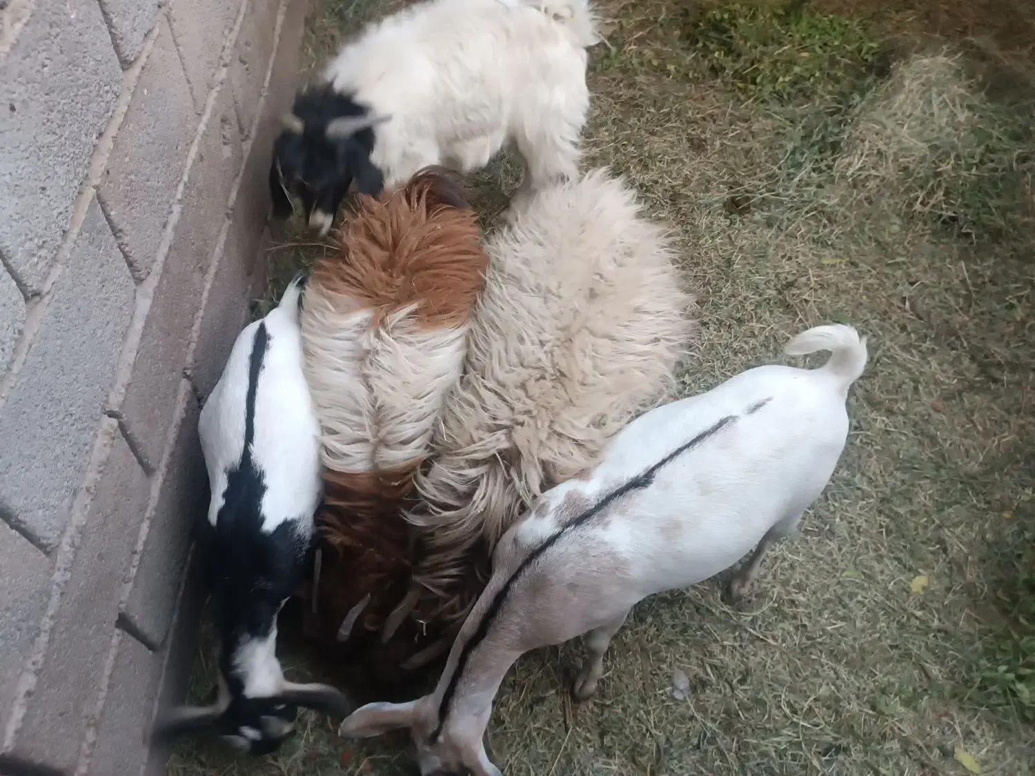 گوسفند معامله ای|حیوانات مزرعه|نرماشیر, |دیوار