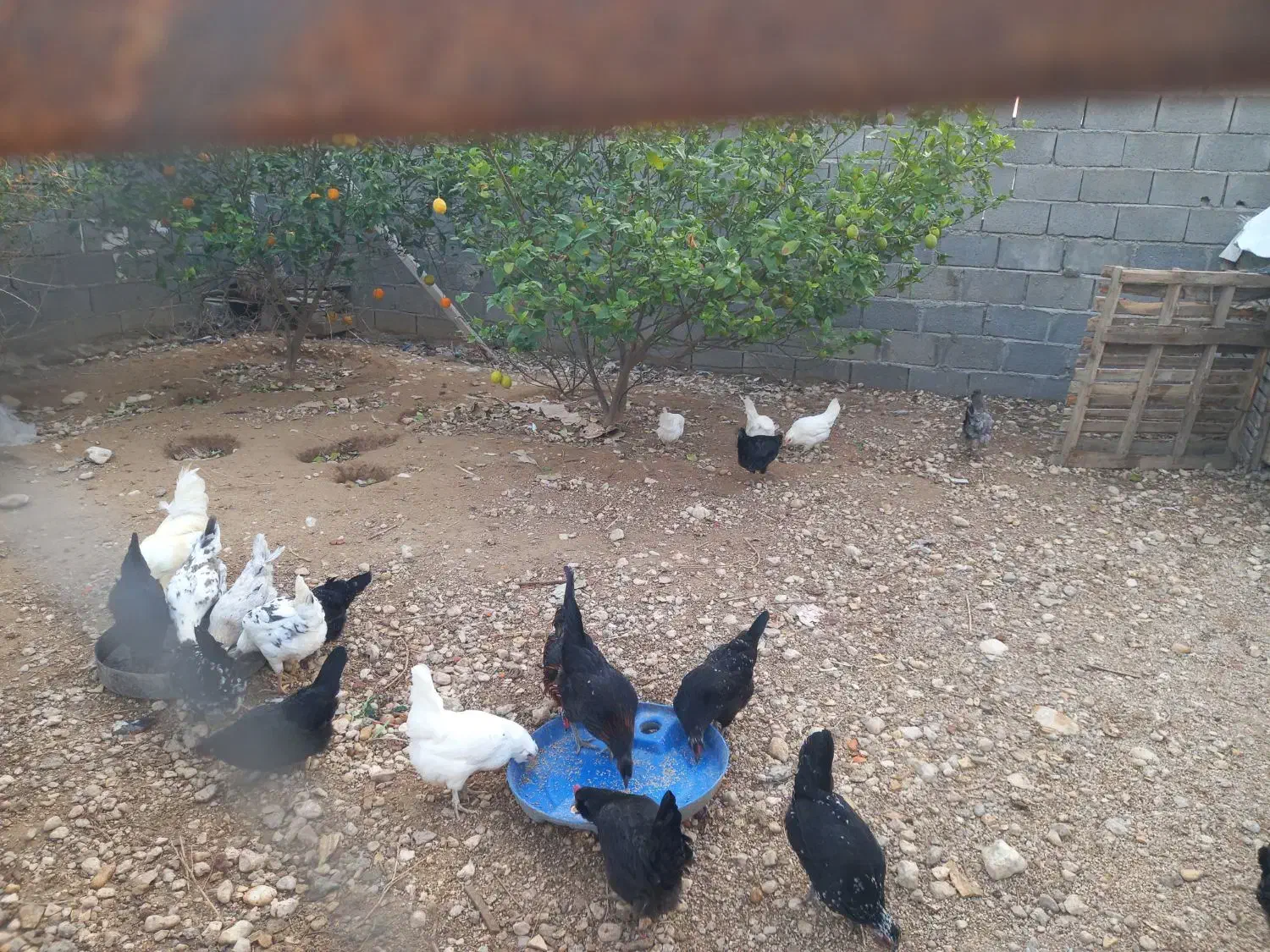 تخم مرغ از نژاد پاکوتاه و گلین موجود|حیوانات مزرعه|جم, |دیوار