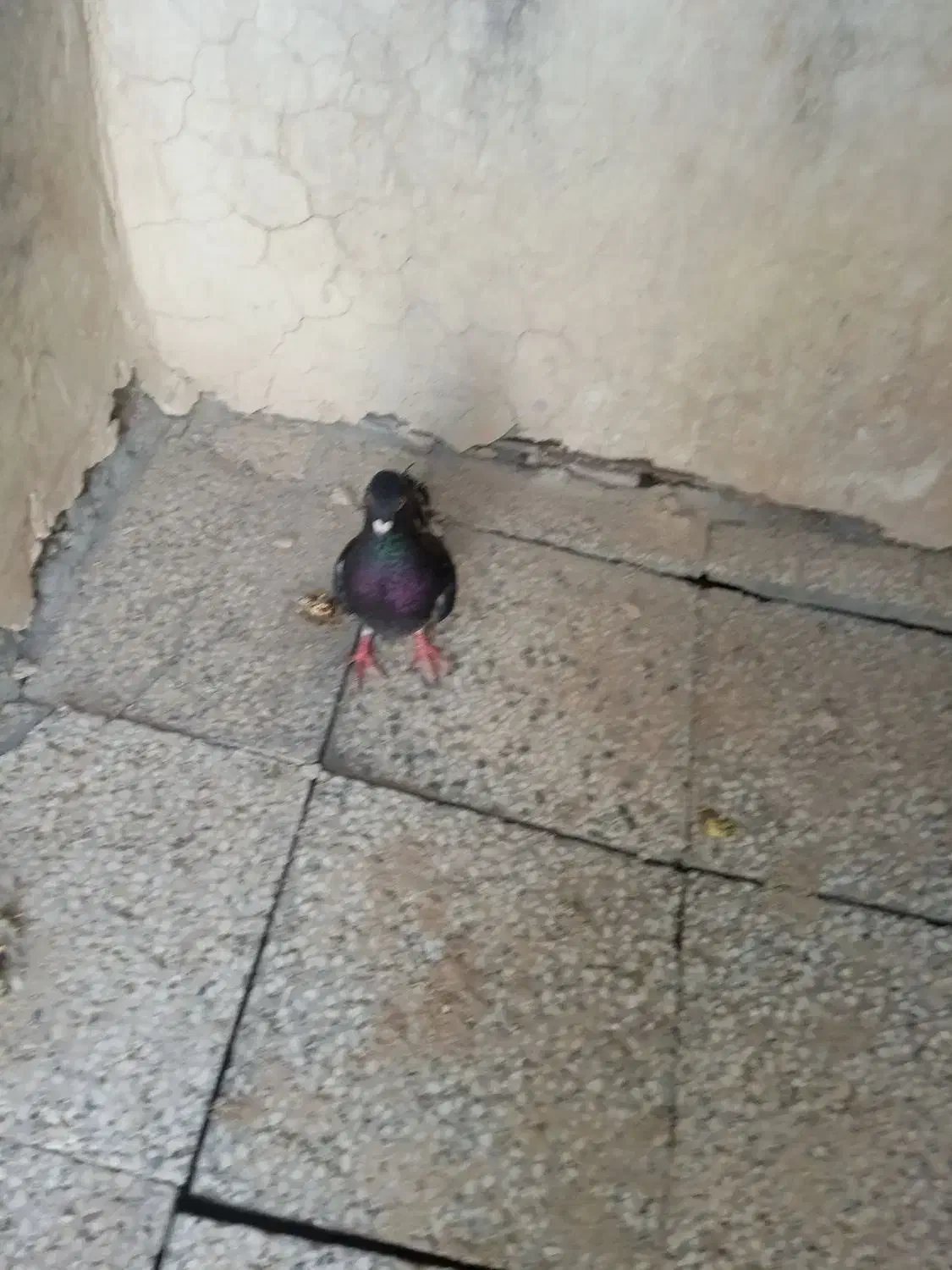 کبوتر چاپی|پرنده|کرباسک, |دیوار