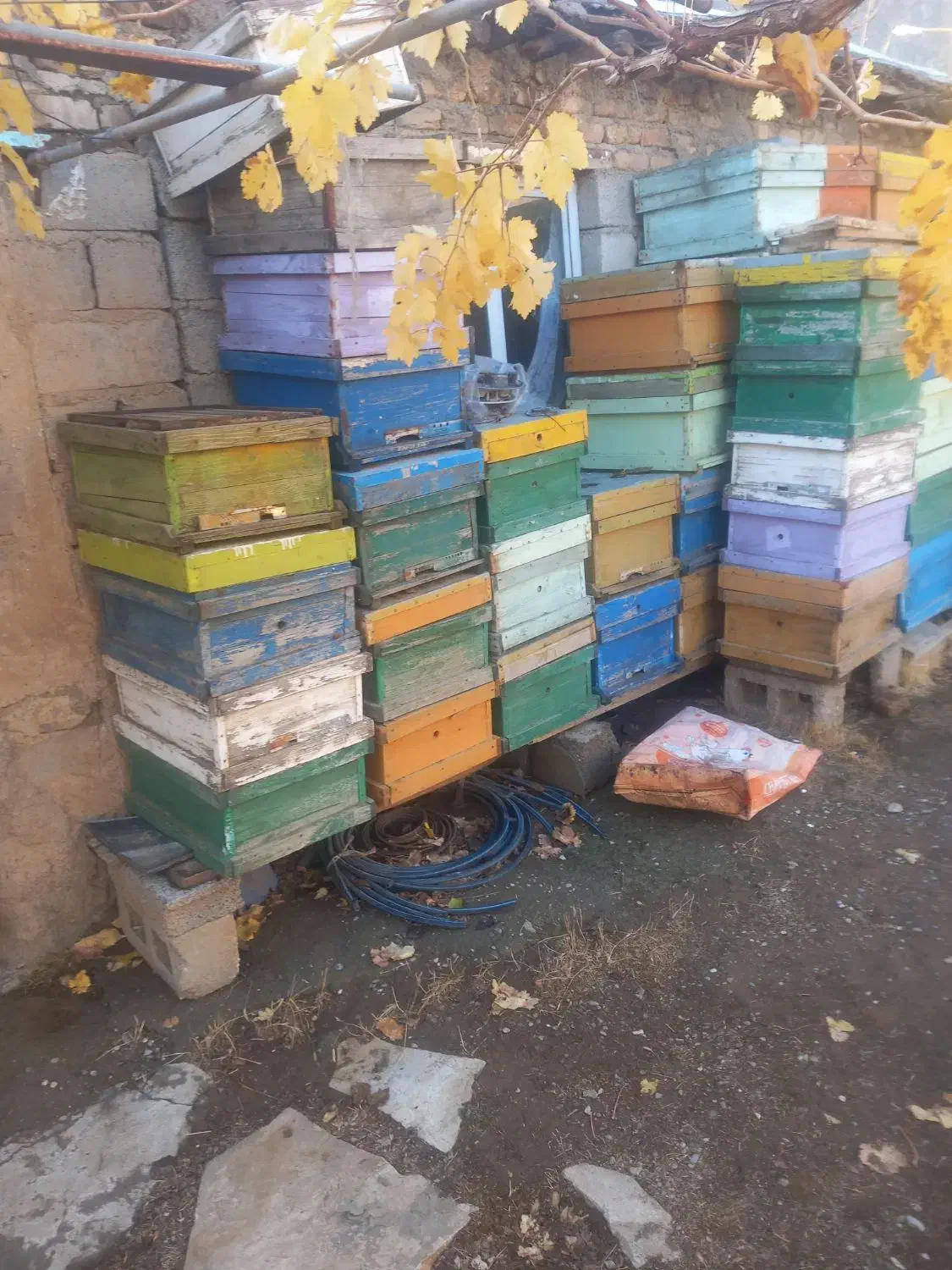 کندو وطبق|لوازم جانبی حیوانات|بیستون, |دیوار