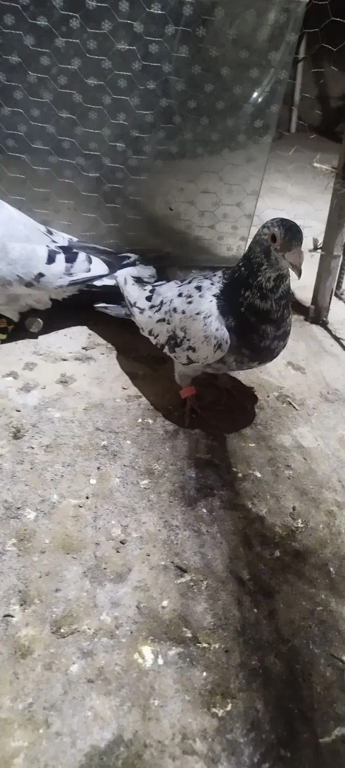 کبوتر سار|پرنده|خان ببین, |دیوار