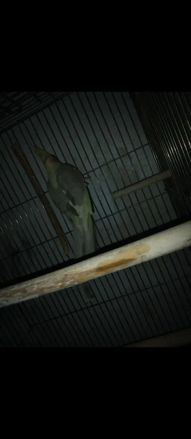 عروس هلندی|پرنده|تهران, شهرک رضویه|دیوار