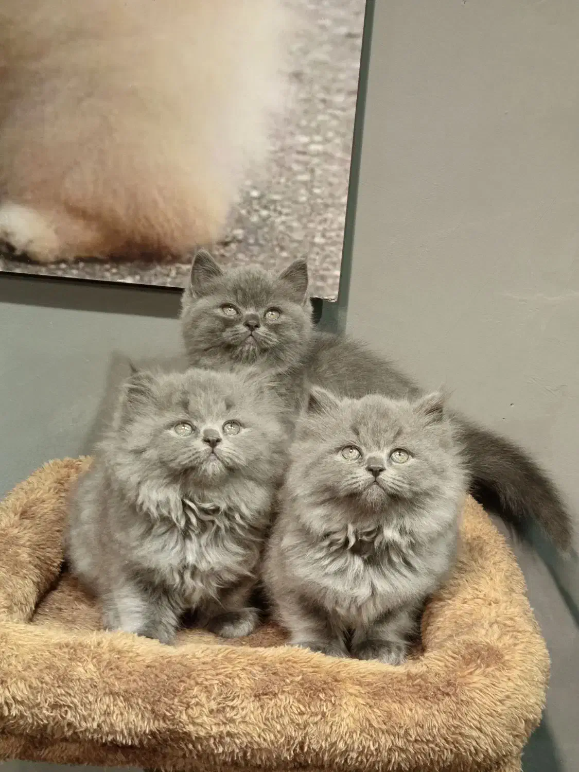 بچه گربه برتیش بلو|گربه|تهران, تهرانسر مرکزی|دیوار