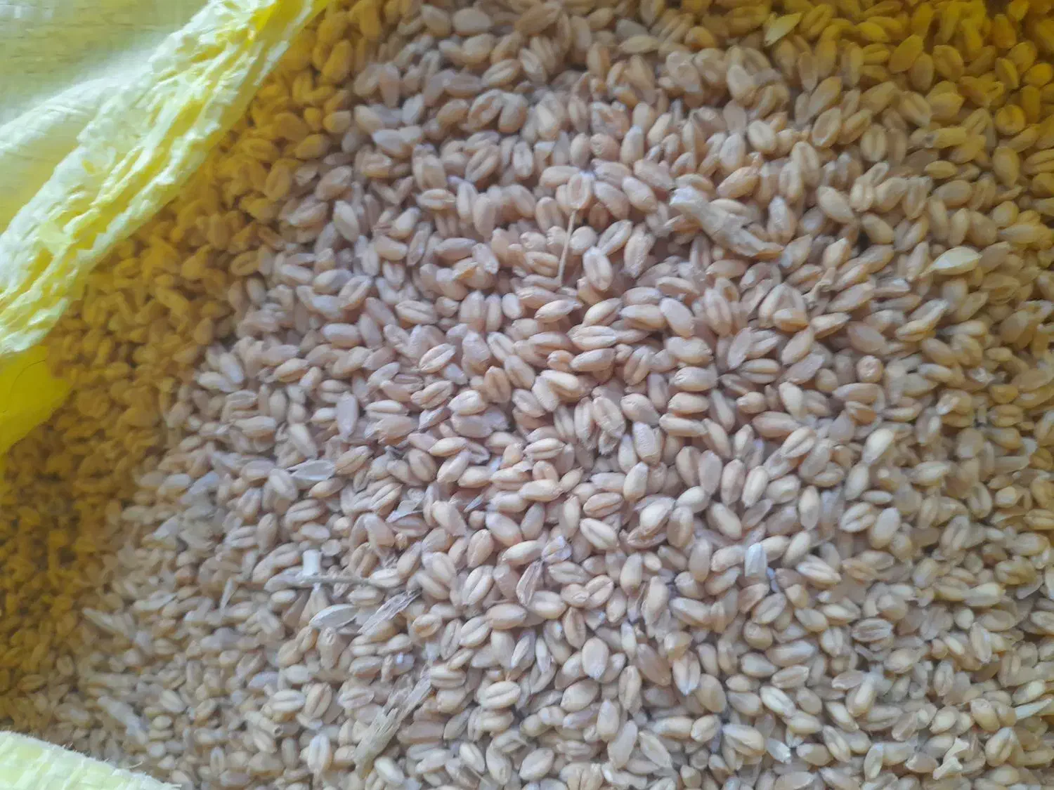 گندم آبی بالا دربند رقم سالار|عمده‌فروشی|هرسین, |دیوار