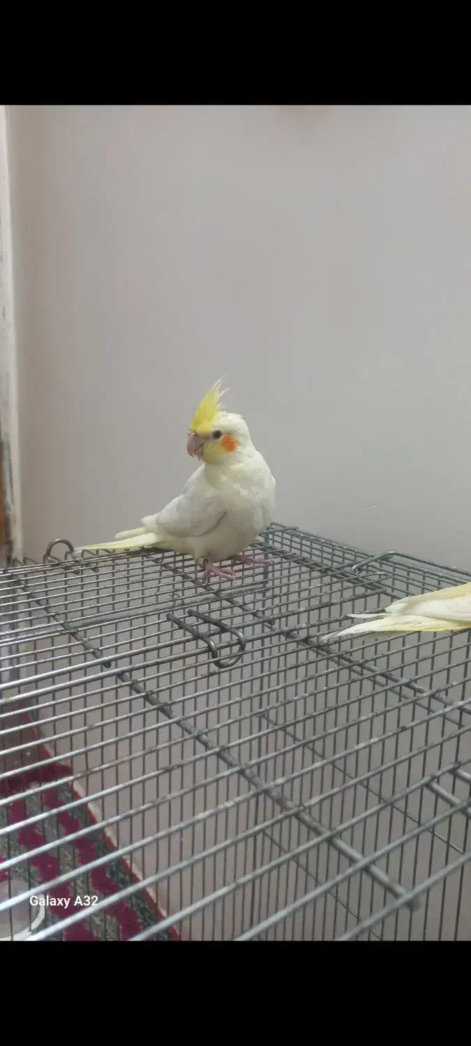 عروس هلندی جوجه|پرنده|فلاورجان, |دیوار