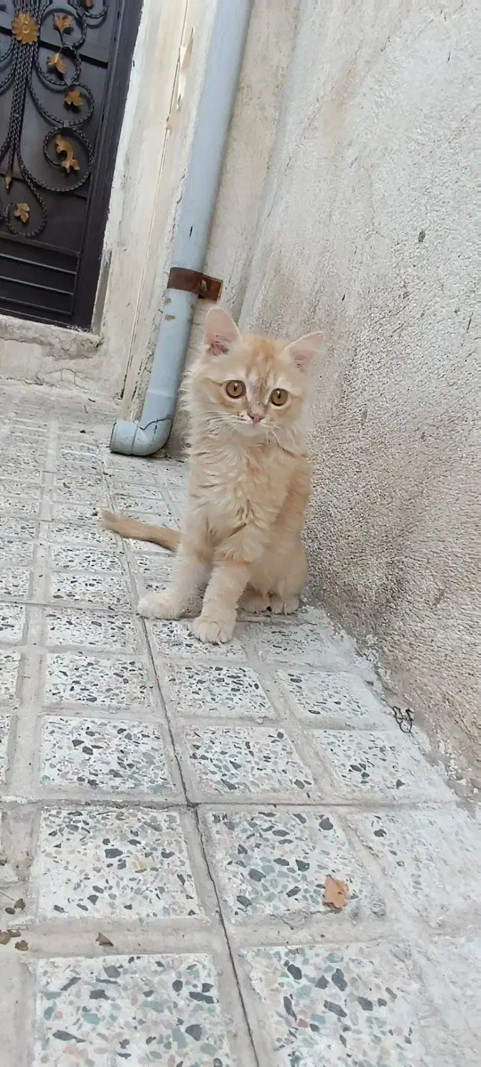 گربه نارنجی گمشده|گربه|زنجان, |دیوار