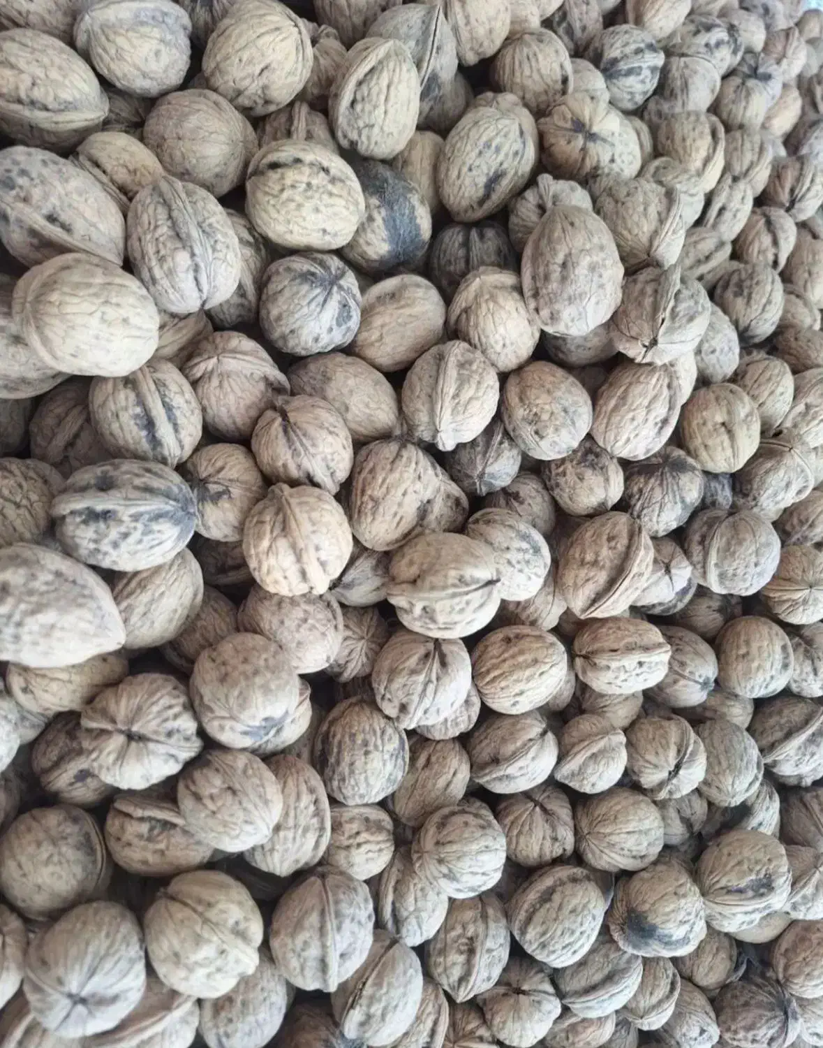 گردو مغزپرسفیدنورآباد|خوردنی و آشامیدنی|خاوه, |دیوار