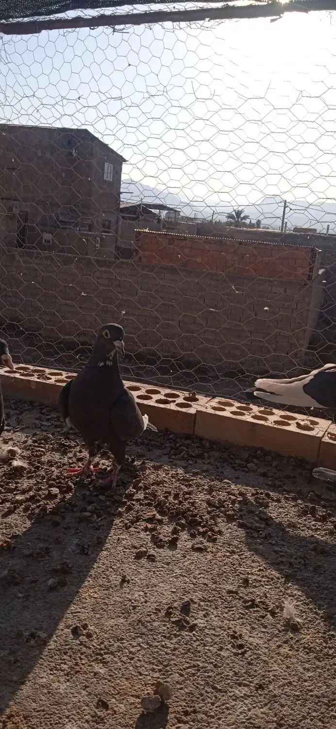 زاغ پلنگ کرمونی گوئک|پرنده|راور, |دیوار