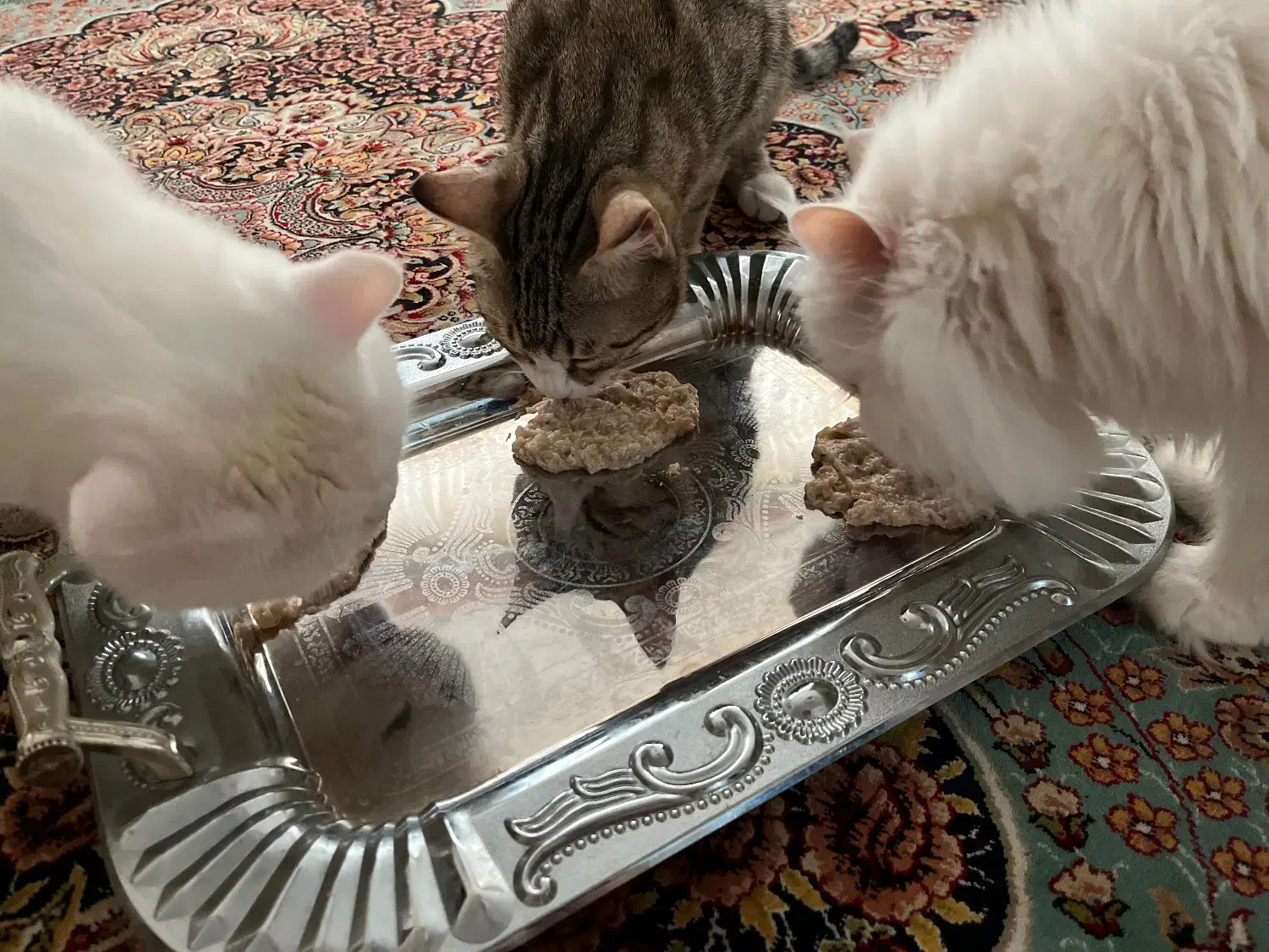 غذای خونگی خوشمزه و مقوی گربه و سگ|لوازم جانبی حیوانات|مشهد, شریف|دیوار