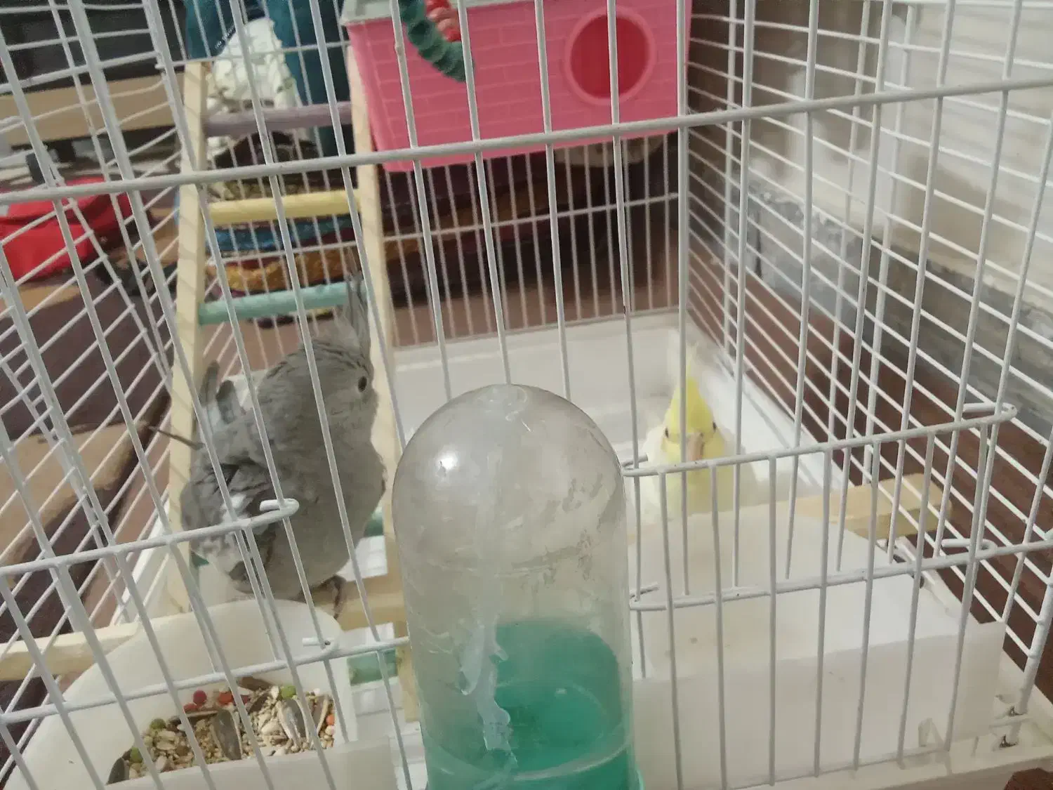 عروس هلندی|پرنده|ساوه, |دیوار