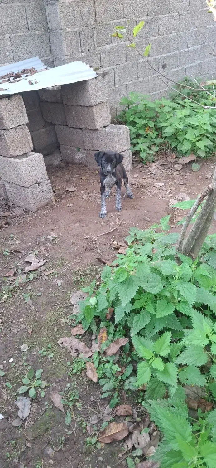 سگ شکاری ماده|سگ|ماکلوان, |دیوار