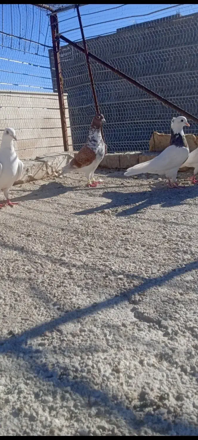 چنتا کفتر گرفتنی|پرنده|اسفراین, |دیوار