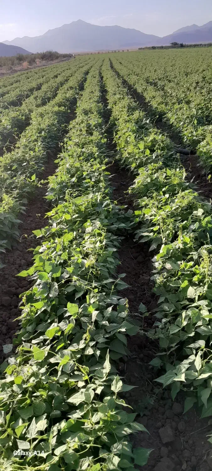 خوردنی|خوردنی و آشامیدنی|خرم بید, |دیوار