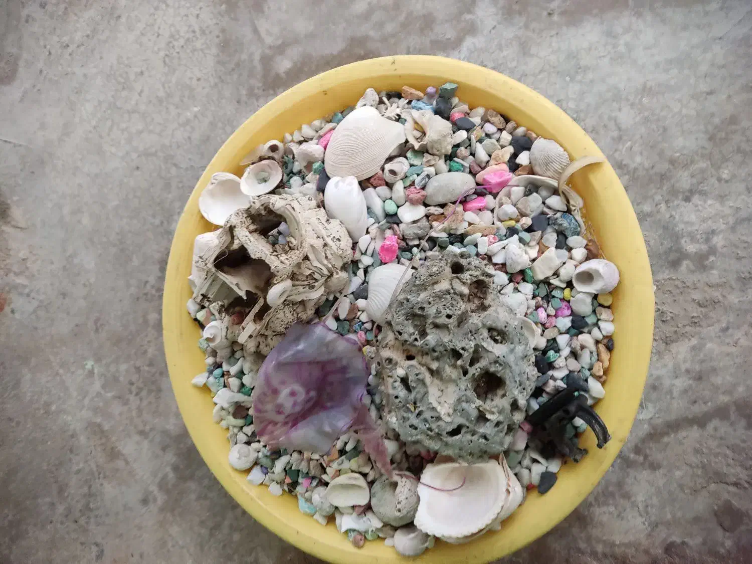 آکواریوم|ماهی|برازجان, |دیوار