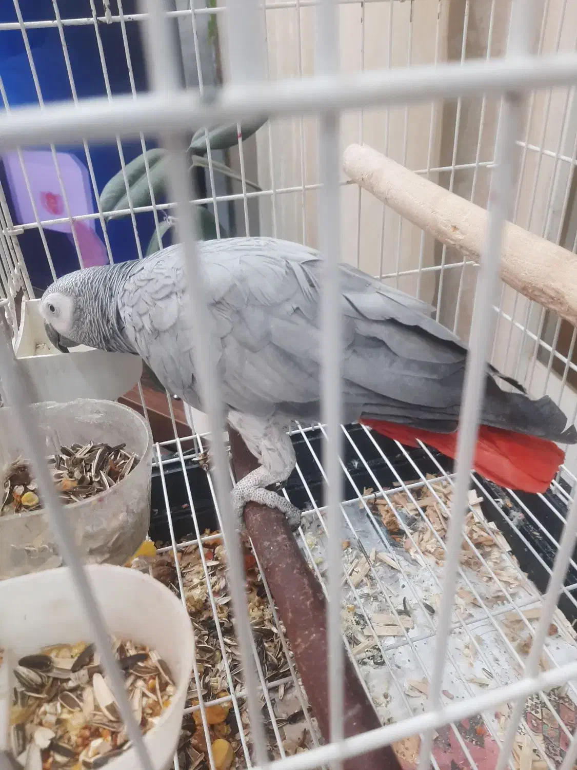 کاسکو ماده سخنگو دستی|پرنده|اصفهان, سپاهان‌شهر|دیوار