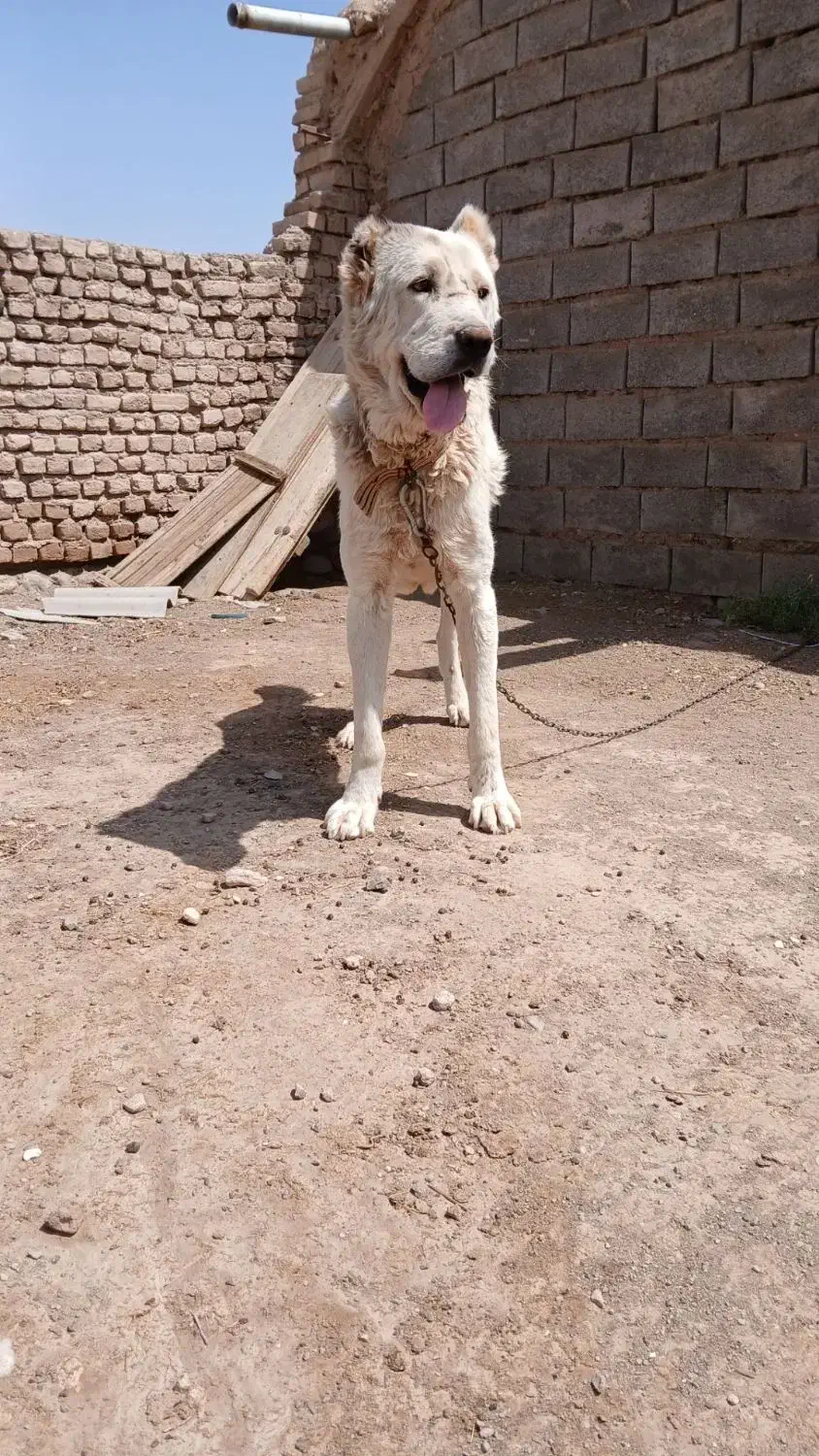 سگ گله|سگ|طاغنکوه, |دیوار