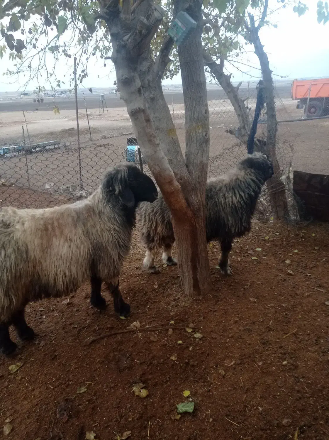 یک جفت قوچ درجه یک|حیوانات مزرعه|درودزن, |دیوار