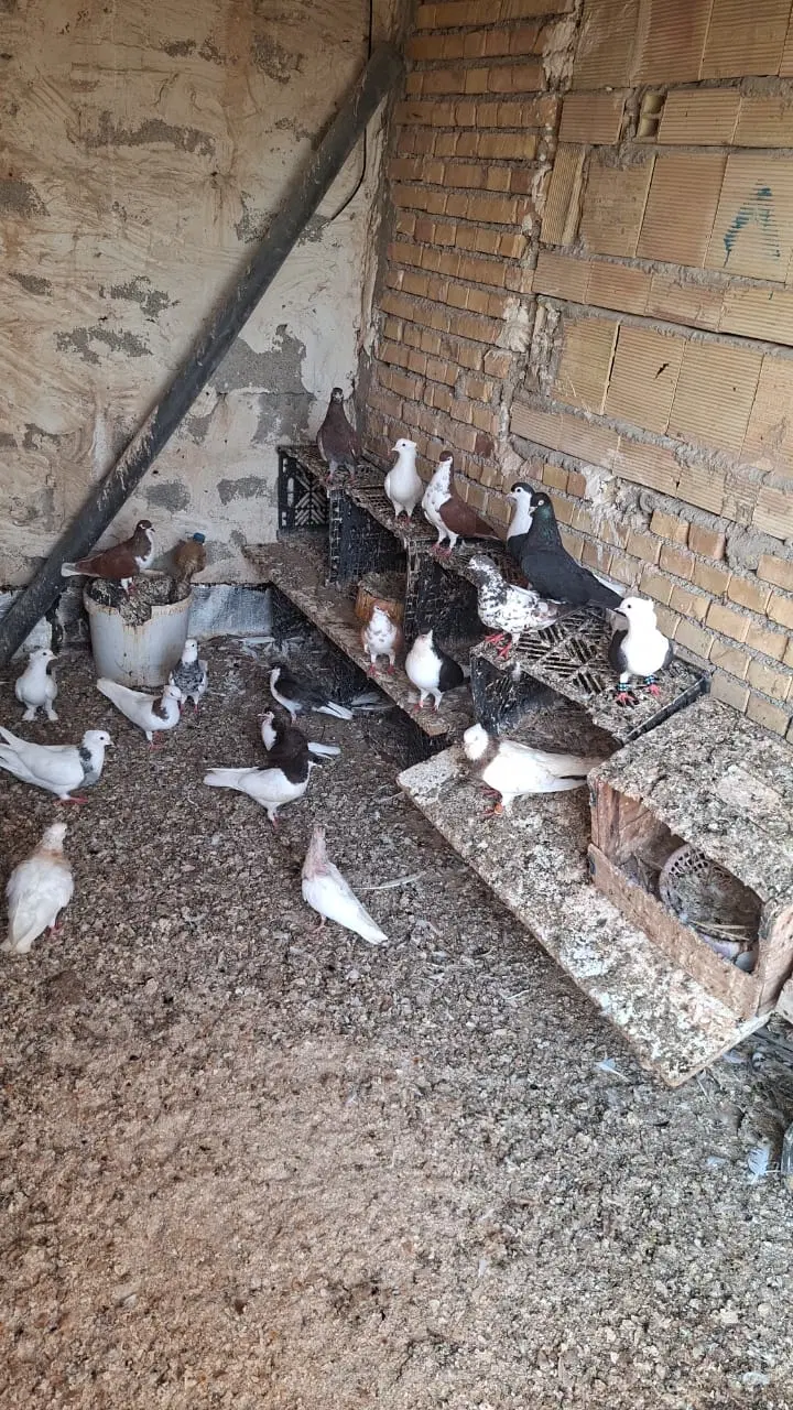 کفتر|پرنده|بندر گناوه, |دیوار
