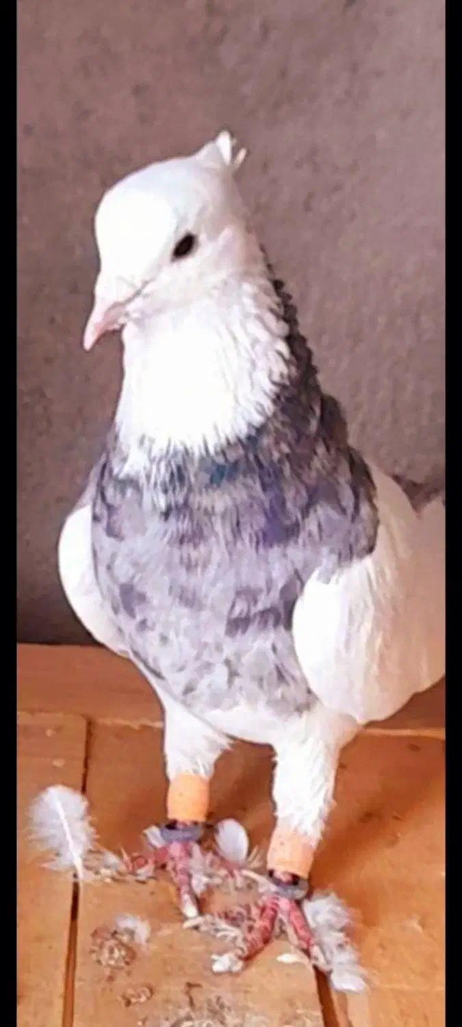 کفتر|حیوانات|قم, قلعه کامکار|دیوار