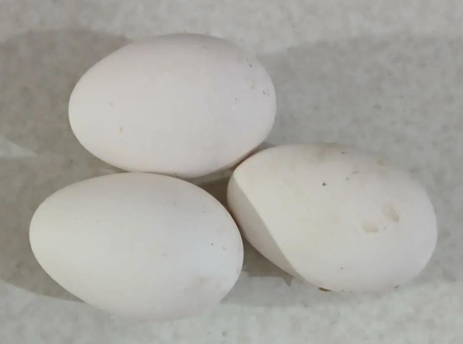 تخم نطفه دار قوغاز|حیوانات مزرعه|سبزوار, هویزه|دیوار