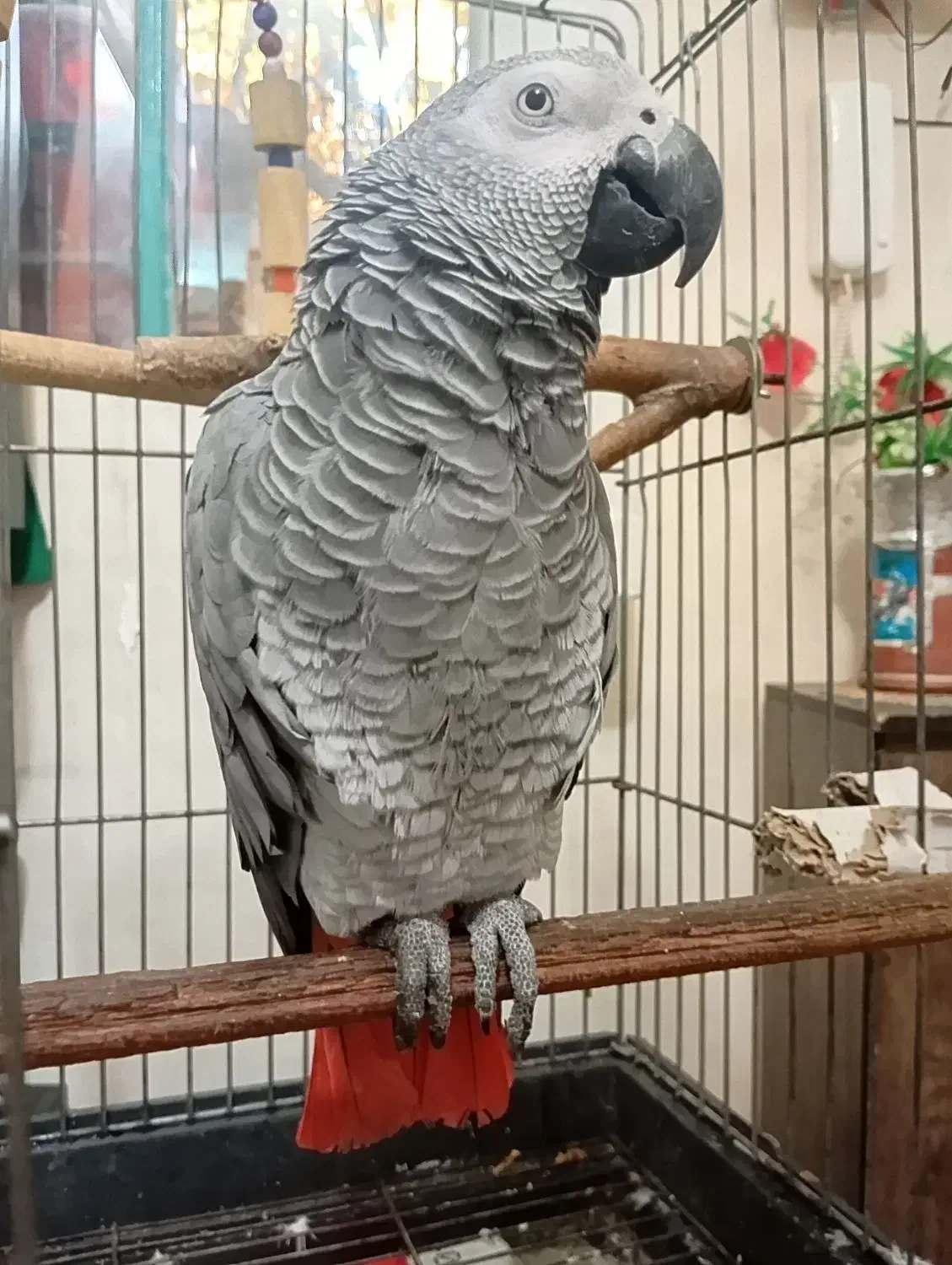 کاسکو دم قرمز|پرنده|شهریار, دهشاد بالا|دیوار