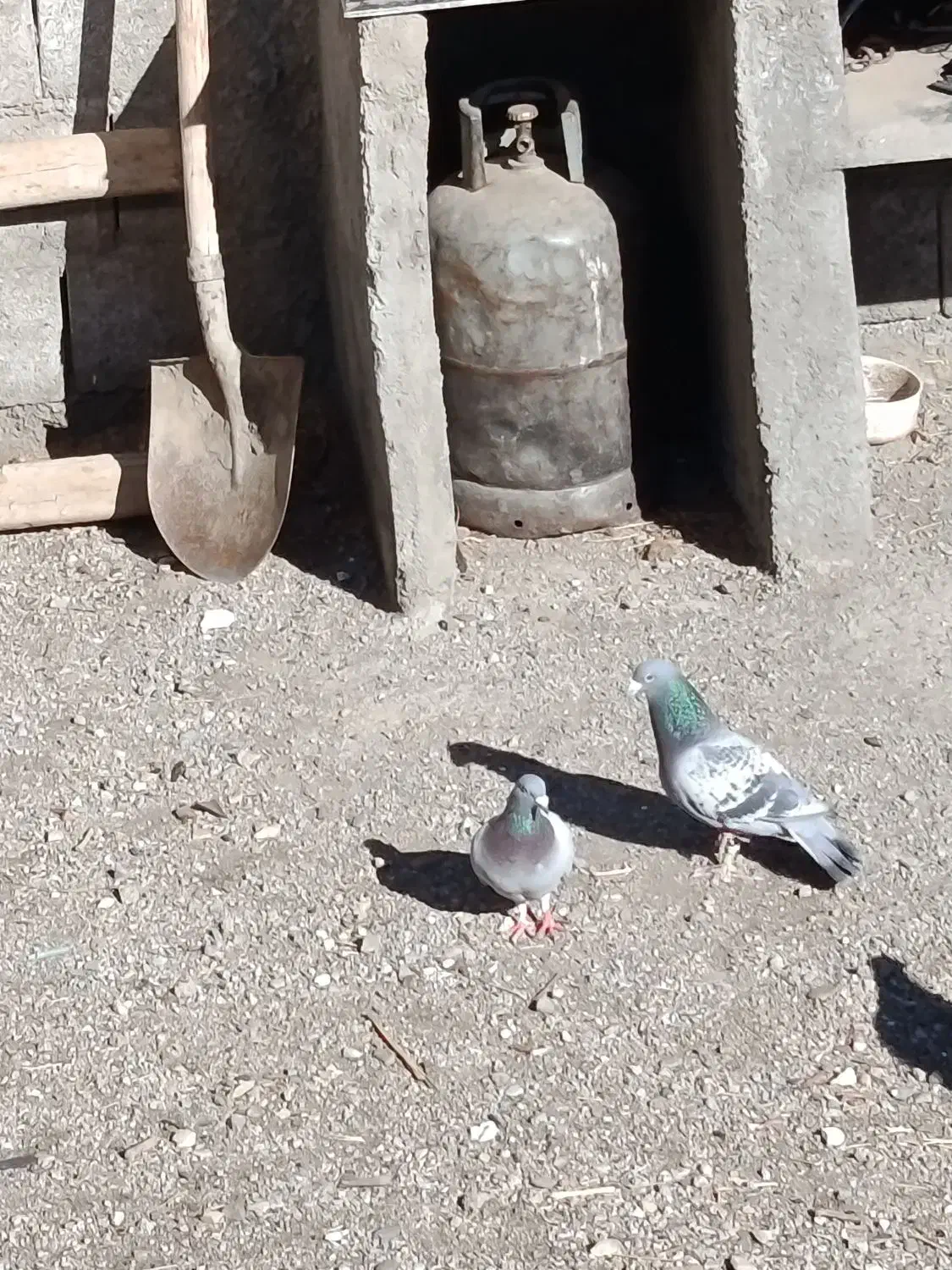 کبوتر|پرنده|جوکار, |دیوار