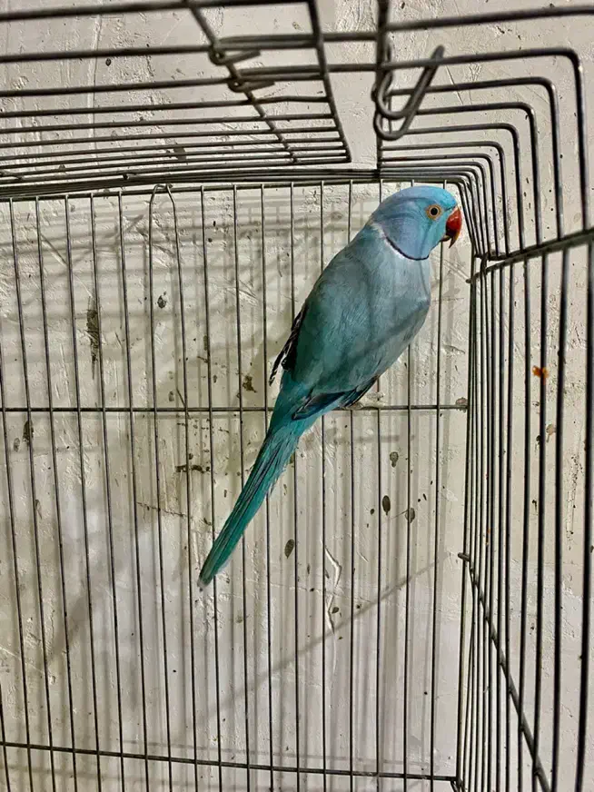 طوطی ملنگو آبی|پرنده|بیرجند, |دیوار