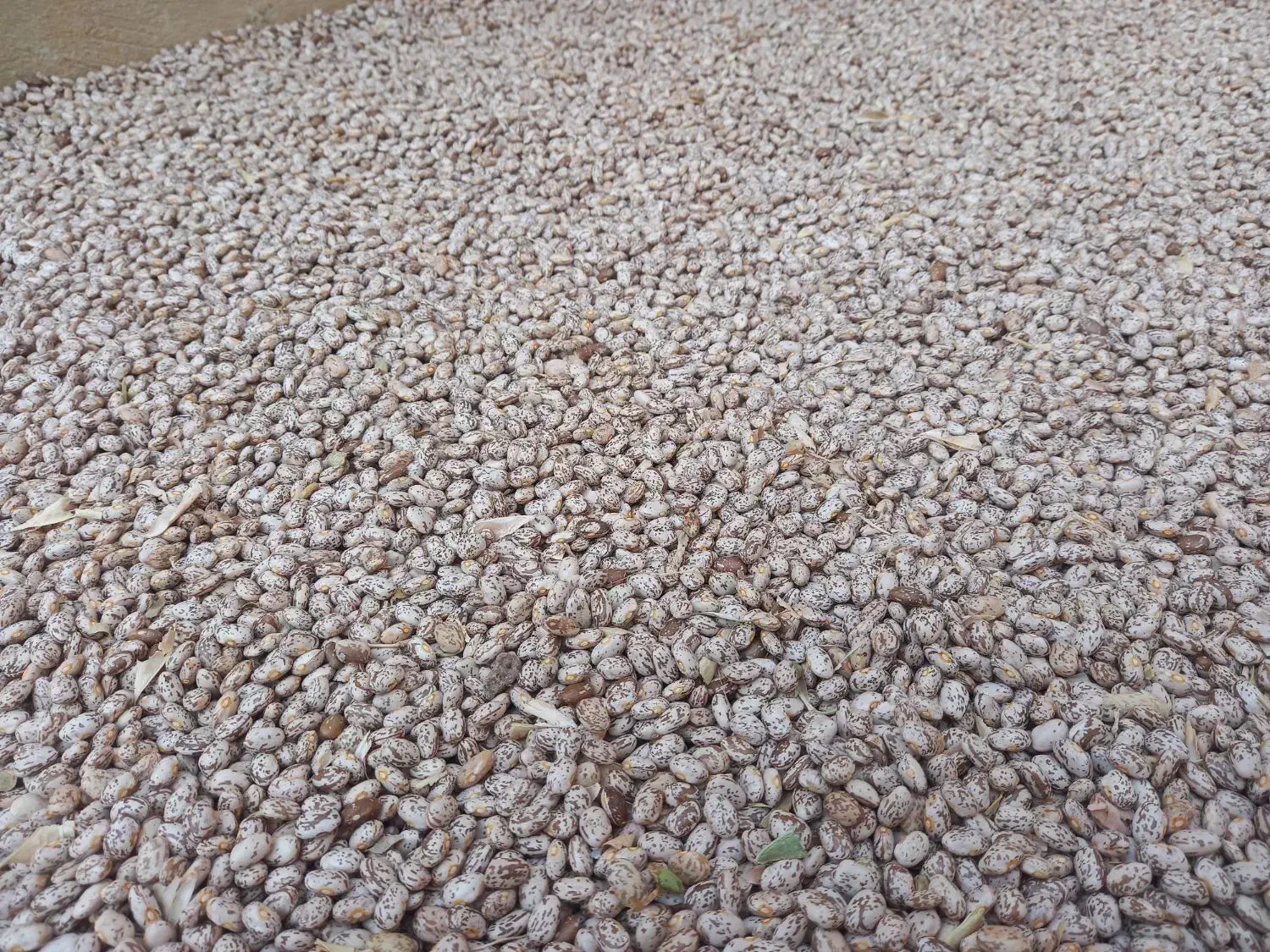 لوبیا چیتی|خوردنی و آشامیدنی|دره شهر, |دیوار