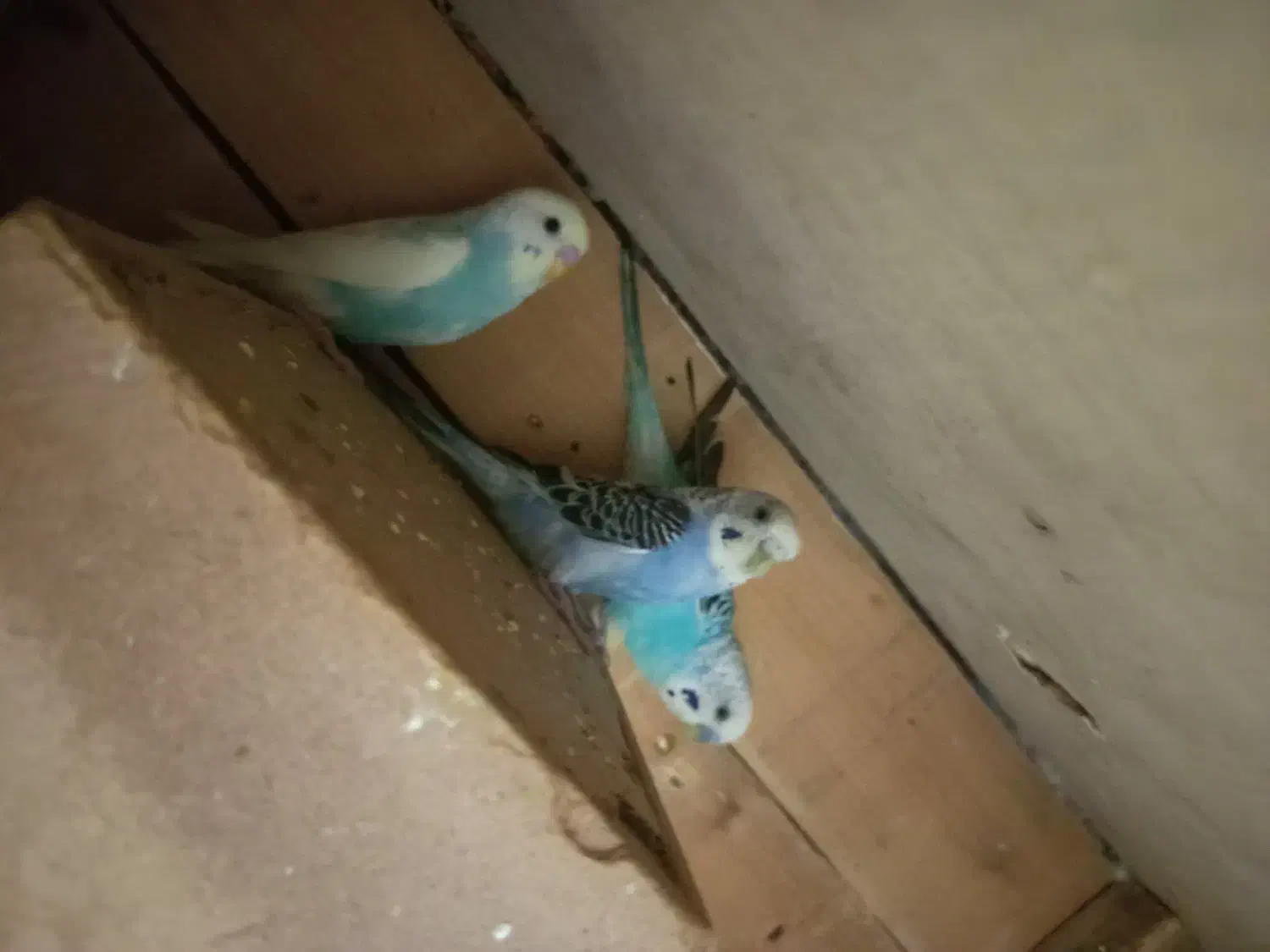 فروش مرغ عشق|پرنده|قشم, |دیوار