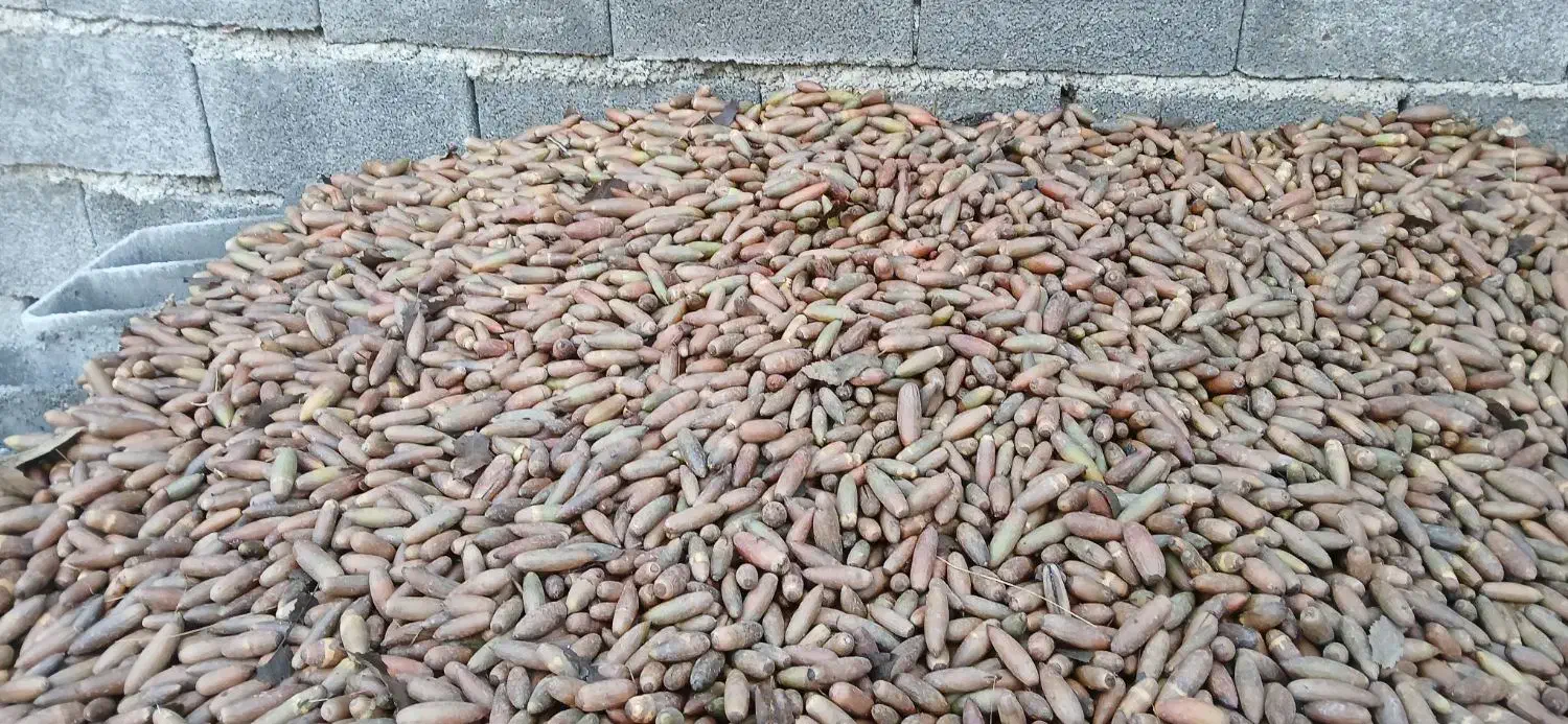 بلوط|عمده‌فروشی|سیوان, |دیوار