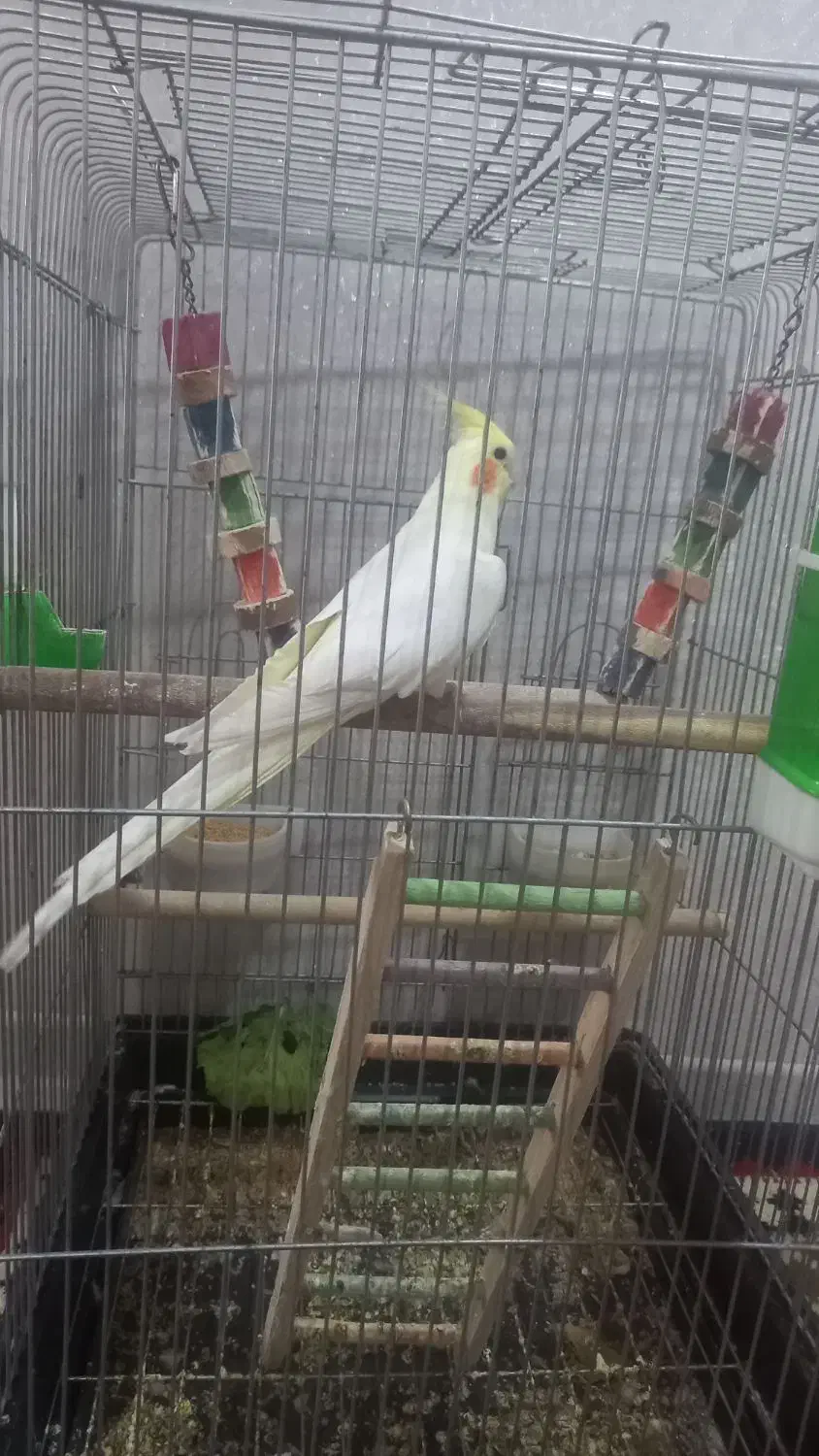 فروش عروس هلندی|پرنده|صدرا-فارس, فاز ۲|دیوار