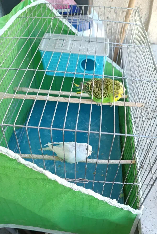 مرغ عشق|پرنده|فردیس, شهرک ناز|دیوار