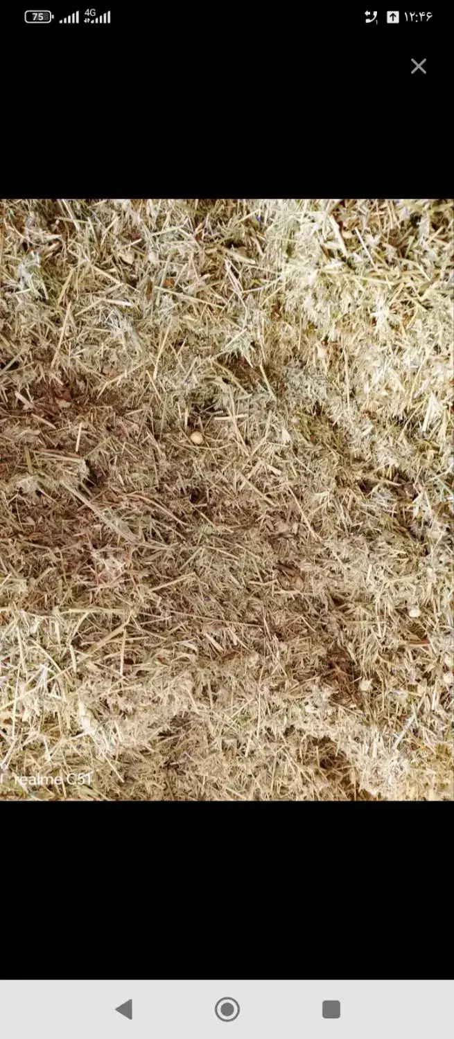 یونجه|لوازم جانبی حیوانات|بزینه رود, |دیوار