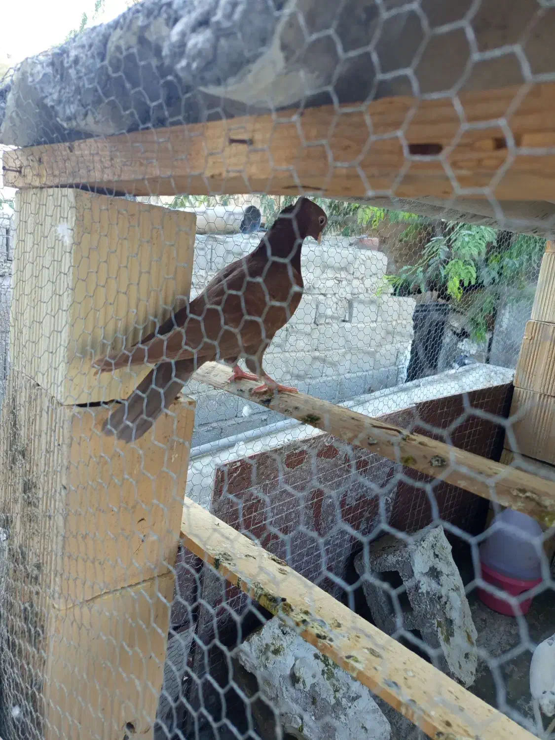 کفتر گره|پرنده|قشم, |دیوار