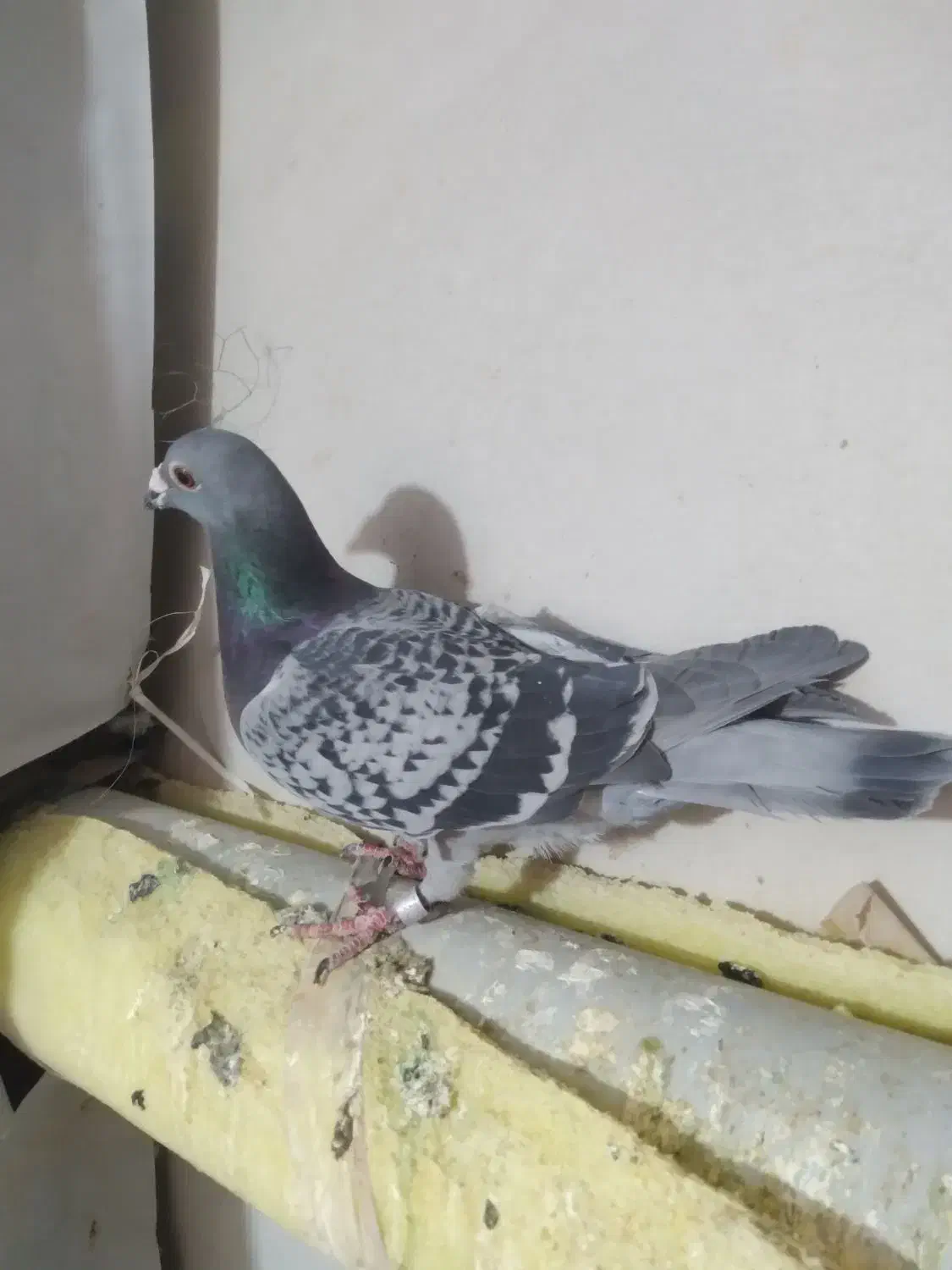 کبوتر آلمان|پرنده|نیشابور, بنیاد شهید|دیوار