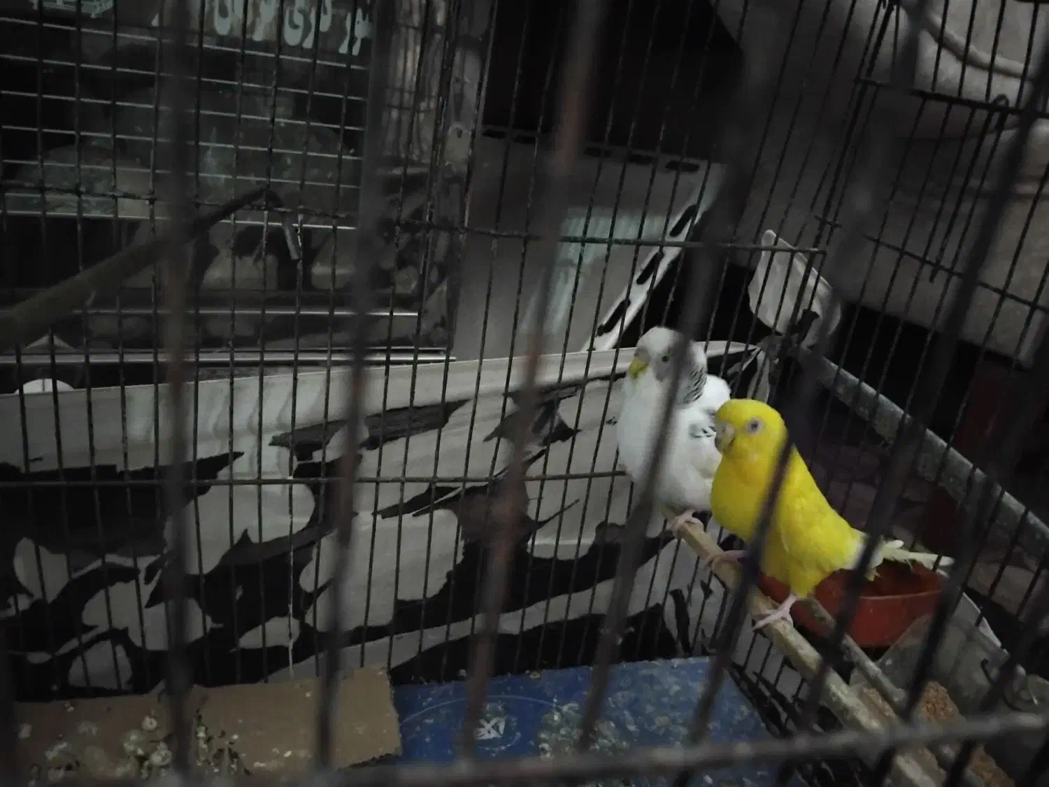 مرغ عشق|پرنده|گرگان, |دیوار