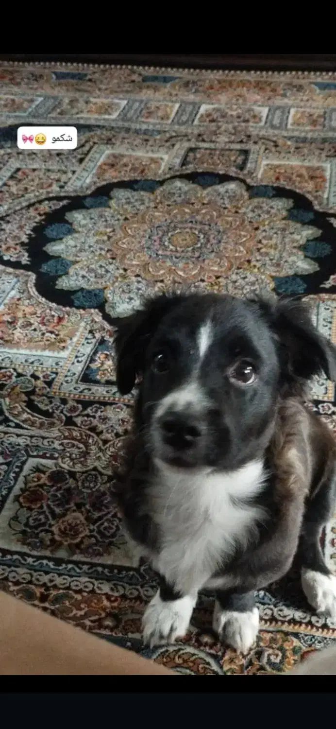 واگذاری یک عدد توله اشپیتز 4 ماه|سگ|شیراز, درکی|دیوار