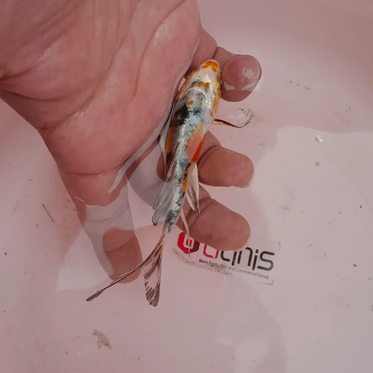 انواع ماهی کوی همه رنگ|ماهی|آمل, |دیوار