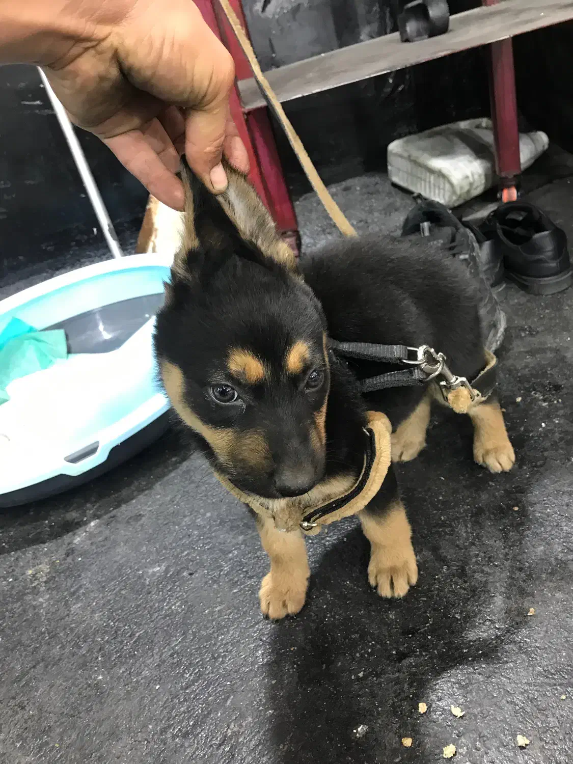 توله میکس ژرمن دوبرمن|سگ|فردیس, منظریه|دیوار