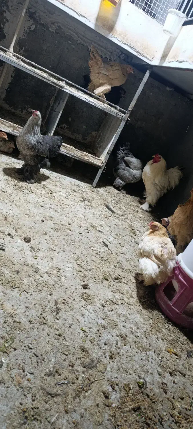 مرغ و خروس برهما|حیوانات مزرعه|قلعه شاهین, |دیوار