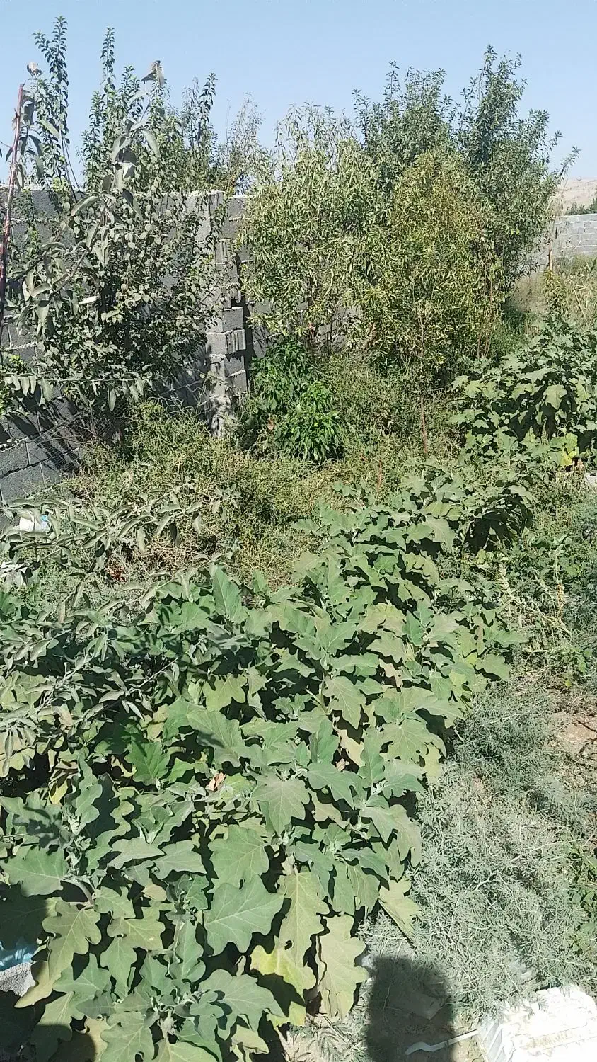 باغچه 500مترچهار دیواری همراه با بنا واستخر|فروش خانه و ویلا|رباط‌کریم, حکیم آباد|دیوار
