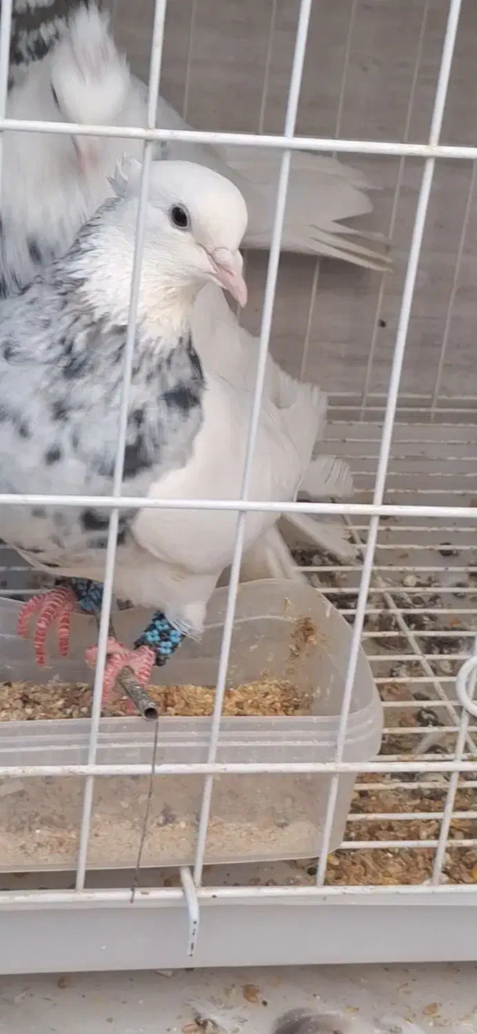 طوقی گمشده|حیوانات|اهواز, رسالت|دیوار