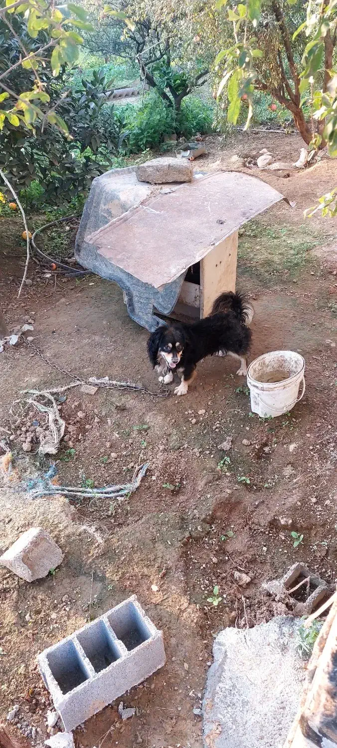 سگ پاکوتاه نر|سگ|بابل, |دیوار