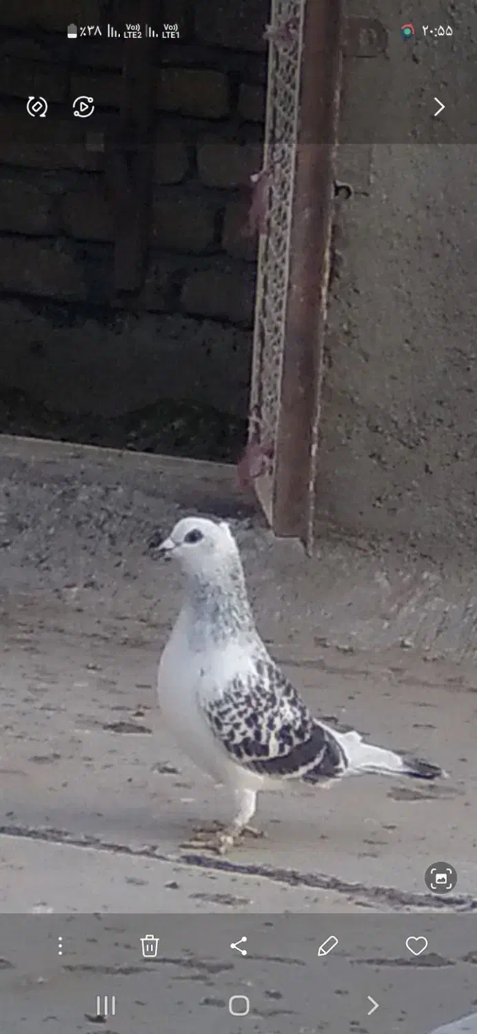 اسباب بازی|اسباب‌بازی بچه|تربت‌حیدریه, ده پائین|دیوار