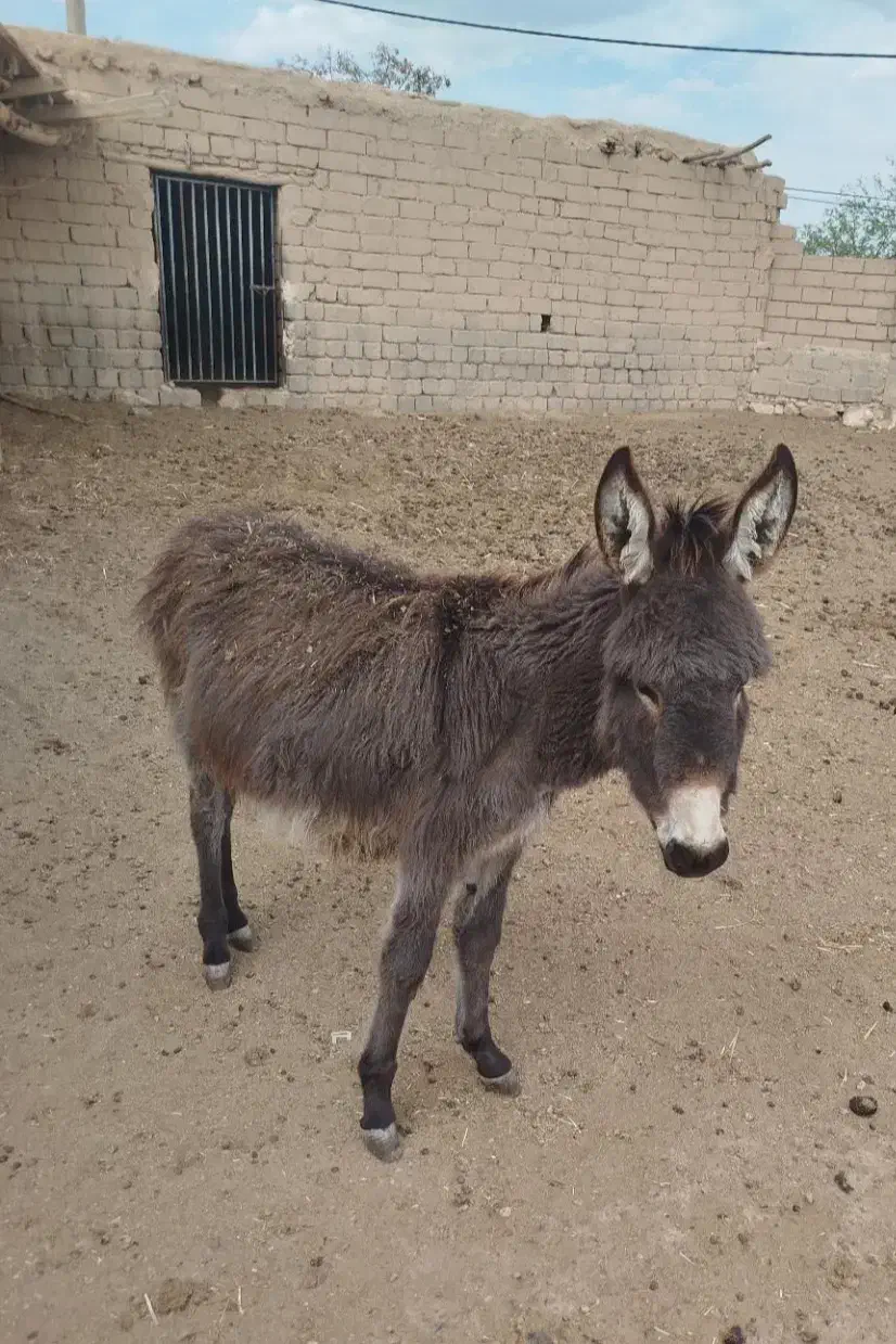 شیر خر الاغ|خوردنی و آشامیدنی|سمنان, |دیوار